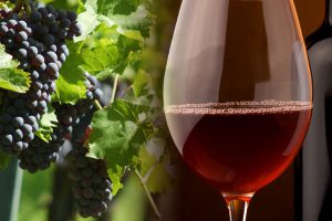 Production de vin catastrophique pour 2017