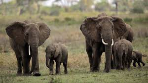 Un éléphant africain sur cinq a disparu