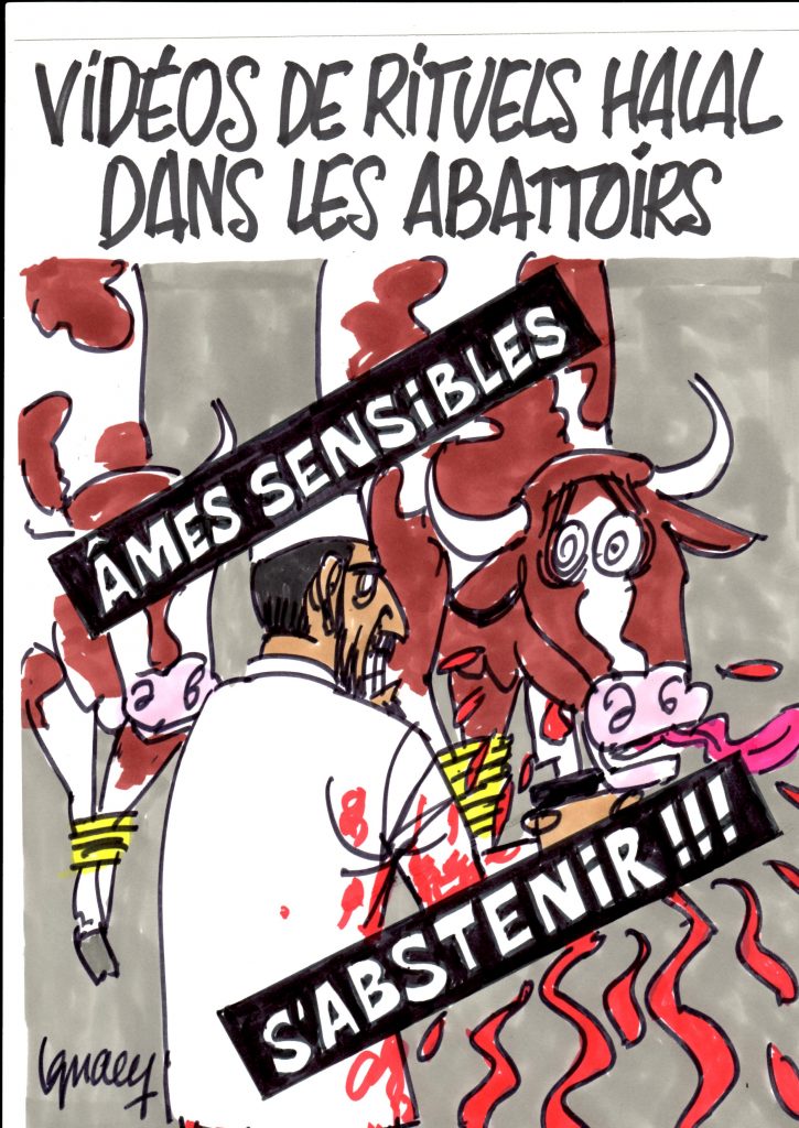 Ignace - Vidéos de rituels halal dans les abattoirs