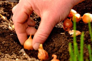 Que faire au jardin en août ?