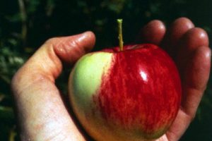 Science talmudique : « Sur le pommier les fruits apparaissent avant les feuilles »