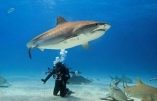 Un monde de requin