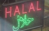 Même la viande de renne devient halal ! La Norvège suit le mouvement…