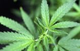 L’Uruguay pourra officiellement exporter de la marijuana au Canada