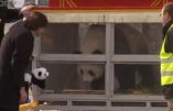 Belgique : des millions d’euros pour le prêt de deux pandas pendant 15 ans