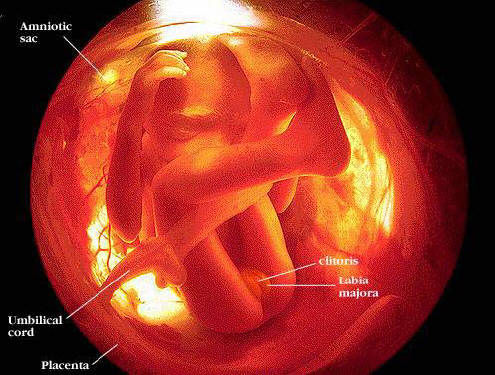 Archives. En 2014, la presse révélait que des milliers de fœtus avortés servaient à chauffer des hôpitaux