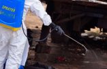 Virus Ebola : des chiens errants mangent des restes de victimes et constituent un nouveau vecteur de propagation
