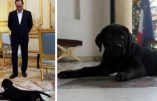 Le labrador présidentiel et le mythe du « socialisme à visage humain »