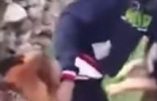 Un jeune Palestinien mordu par le chien de soldats israéliens – Les images qui font le tour du monde