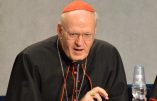 Synode sur la famille : quel jeu joue le cardinal Erdö ?