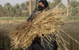 L’Etat Islamique s’enrichit avec le commerce du blé, notamment à la frontière avec la Turquie