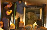 Calais – Des migrants s’introduisent dans un camion et se retrouvent face à un ours polaire !