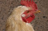 Grippe aviaire, l’Afrique du Nord et des pays asiatiques suspendent les importations de la volaille française