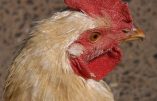 Grippe aviaire, l’Afrique du Nord et des pays asiatiques suspendent les importations de la volaille française
