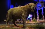 Clonage d’un lion disparu depuis 12.000 ans