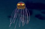 La beauté de la création : une méduse lumineuse découverte à 4000m de profondeur