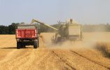 Production de blé en haute moyenne pour la récolte 2017