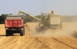 Production de blé en haute moyenne pour la récolte 2017