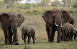 Un éléphant africain sur cinq a disparu