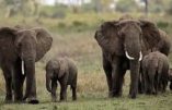 Un éléphant africain sur cinq a disparu