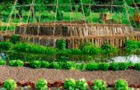 Agriculture – La permaculture expliquée aux nationalistes