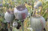 L’Afghanistan, champ d’opium du monde