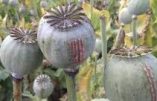 L’Afghanistan, champ d’opium du monde