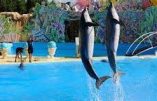 GPA, PMA, adoption par les couples homosexuels et interdiction de la reproduction naturelle des orques et des dauphins dans les parcs aquatiques