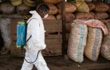 La peste est de retour à Madagascar : un Français parmi les cent premiers morts