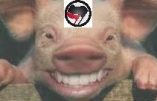 Balance ton porc antifa…