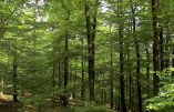 Une Europe de forêts