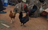 La Côte d’Ivoire met fin au scandale du poulet discount