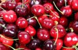 Le temps des cerises