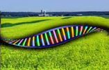 Un monde d’OGM