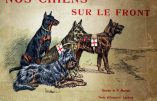 Images d’archives – Les chiens sur le front (1914-1918)