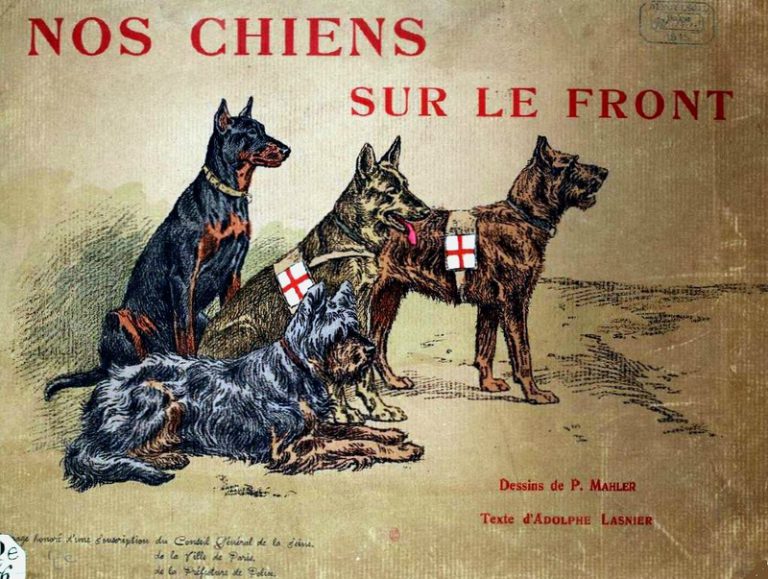 Images D'archives - Les Chiens Sur Le Front (1914-1918) - Medias-presse ...