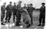 La vie de l’ours soldat polonais bientôt portée à l’écran