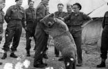 La vie de l’ours soldat polonais bientôt portée à l’écran