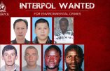 Interpol traque les “crimes contre l’environnement”
