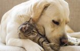 Grande-Bretagne – L’interdiction de manger du chien ou du chat bloquée par crainte d’offenser les immigrés issus d’Extrême-Orient