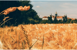Devant l’abbaye, des champs de blé à perte de vue ! C’est leur ressource principale - ©Abbaye d’Oelenberg