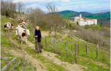 L’abbaye de Randol a 585kg de fromage à écouler !
