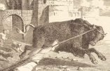 Lund 29 novembre – De la Férie – Toussaint de l’Ordre Séraphique – Saint Saturnin, Evêque et Martyr