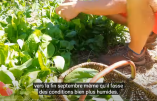 Dix légumes à planter maintenant !