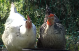 Comment faire cohabiter poulailler et potager