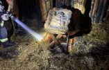 Christianophobie : la crèche de Noël incendiée à Illkirch dans le Bas-Rhin