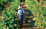 Les liqueurs et les vins des moines cisterciens de Lérins