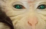 Naissance et euthanasie d’une chimère singe méduse