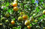 Arbre résistant aux petites gelées, très productif, il donne de petits fruits savoureux oranges dont la peau veloutée et la texture rappellent l'abricot