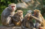 Après le covid, voilà la variole du singe, la nouvelle peur sanitaire